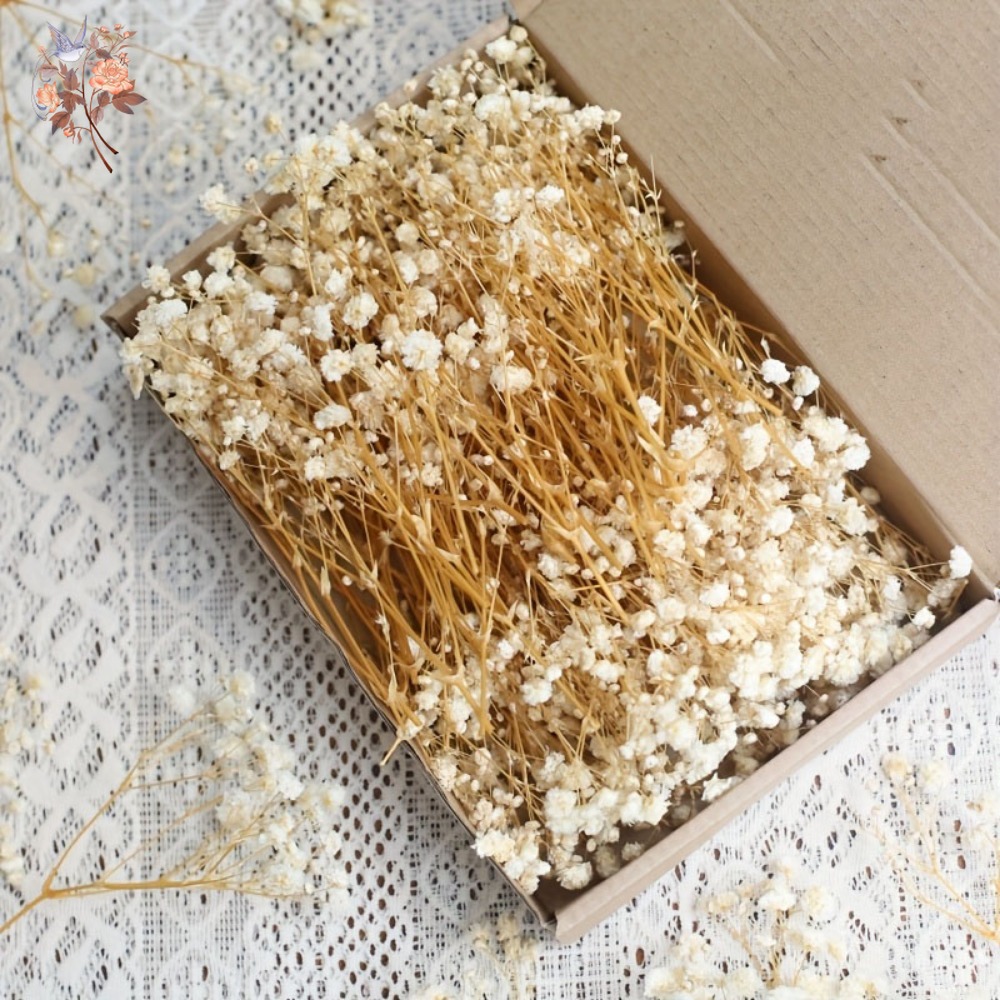 Dried Flower Bulk - 100 adet Mini Kurutulmuş Cipso Çiçeği,