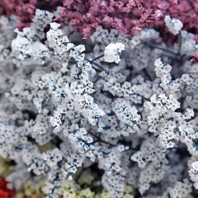 Doğal Taze Kurutulmuş Korunmuş - Dried Flower Bulk incelemesi ve fiyatı