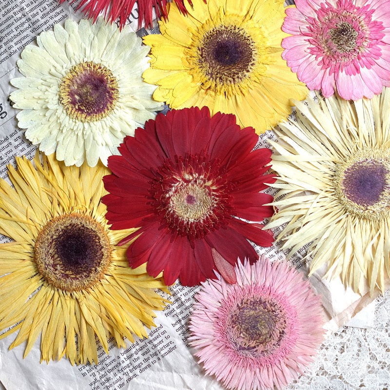 1 adet/7-9cm, Preslenmiş Gerbe - Resin Craft Ideas incelemesi ve fiyatı