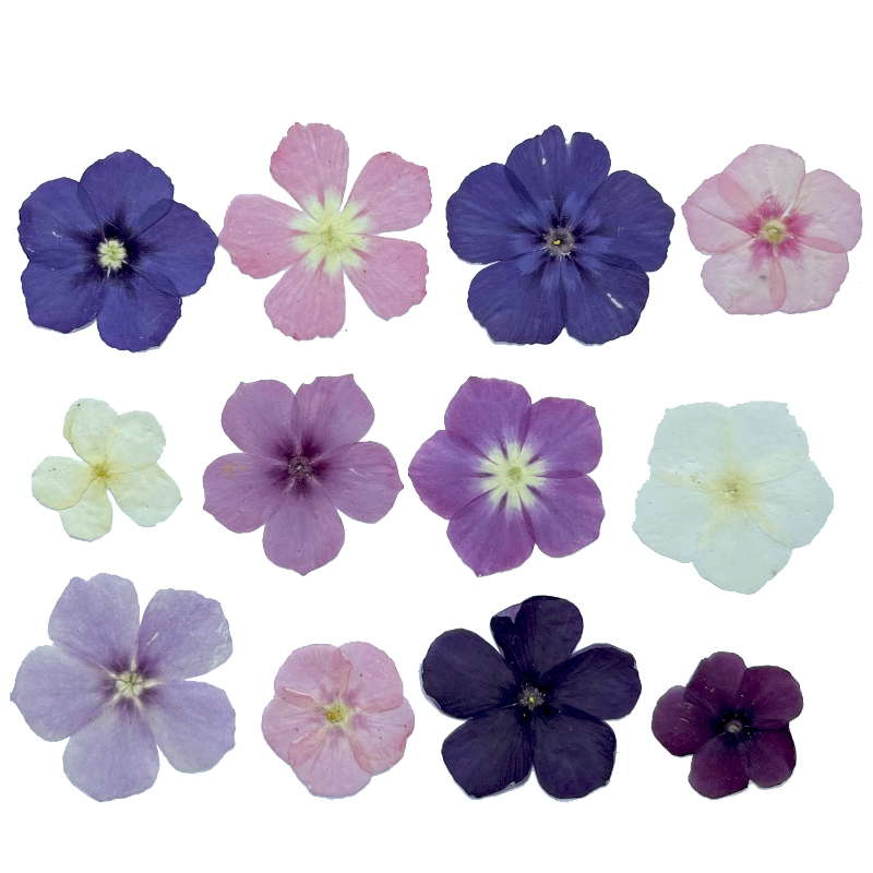 12 adet, Yarı Şeffaf Niş Phlox - Resin Craft Ideas incelemesi ve fiyatı