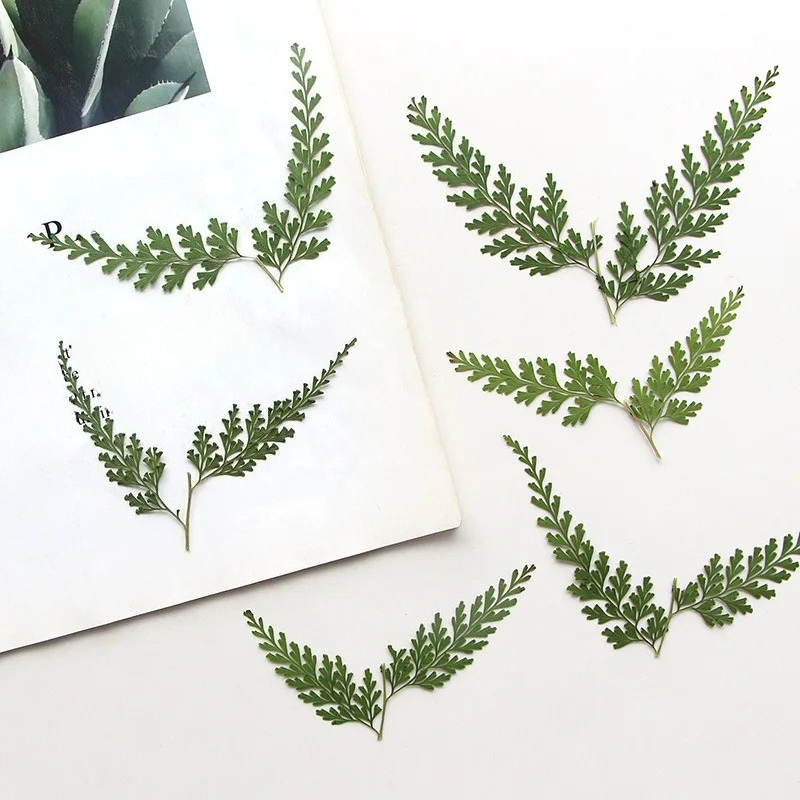 Doğa Preslenmiş Fern Dalları,  - Dried Flower Bulk incelemesi ve fiyatı