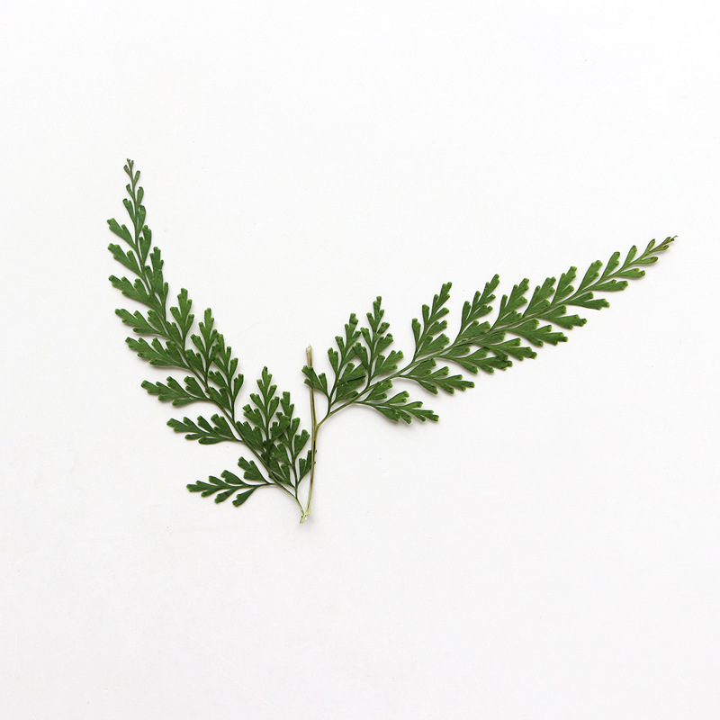 Doğa Preslenmiş Fern Dalları,  - Dried Flower Bulk incelemesi ve fiyatı