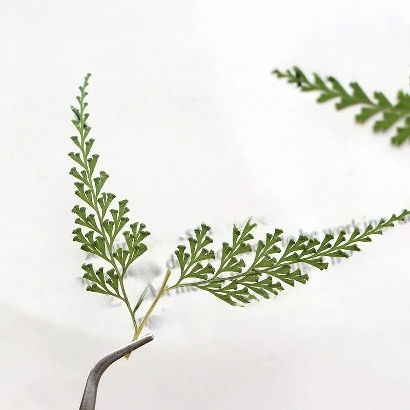 Doğa Preslenmiş Fern Dalları,  - Dried Flower Bulk incelemesi ve fiyatı
